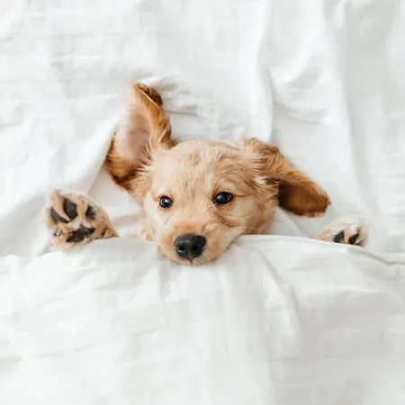 Pestana Carlton Madeira Ocean 5* Funchal (Madeira)